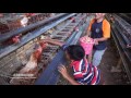 BUDIDAYA AYAM PETELUR - LEGHORN