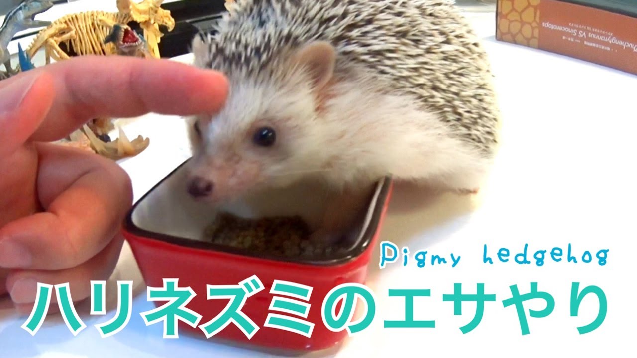 ハリネズミのエサやり！Feeding pigmy hedgehog - YouTube