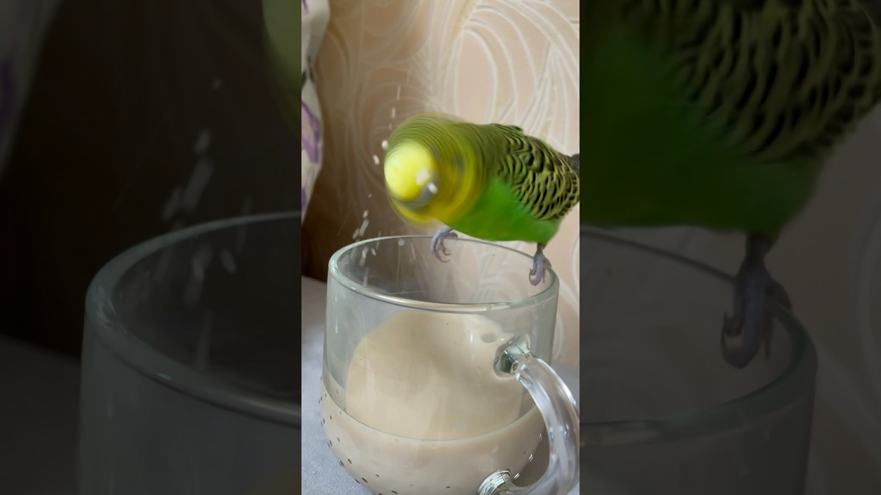 Амнямням 😅 смешные попугаи😄 parrot eating💖 bad bird 😁 