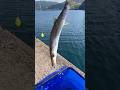 巨大カマスを泳がせたら、、、🐟#fishing #shorts #泳がせ釣り #ヒラマサ