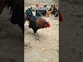 Best Desi Murga 🐓 and Eggs available #youtubeshorts #chicken #assel #fresheggs #animals #trending