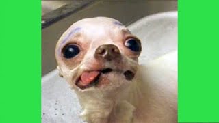 Videos de perros enojados de Chihuahua que no puedes ver sin reír