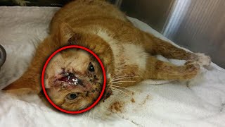 The Family Throw The Old Cat Away, But Nobody Expected What Happened When He Embraced The Vet!