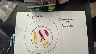 The Cell Cycle | StopMotion for Mitosis