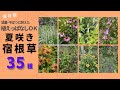 《植えっぱなしＯＫ！夏咲き宿根草保存版／宿根草35種》植えっぱなし年数記載／2023年の猛暑・干ばつを耐え抜いた品種のみご紹介／35種50品種以上／科別2024年ver.