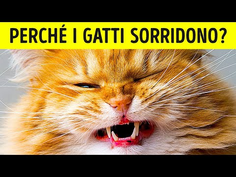 Video: Questi Insta-gatti In Viaggio Dimostrano Che I Gatti Sono I Compagni Di Viaggio Perfetti