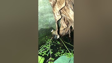 Cận cảnh ốc bươu den đẻ trứng