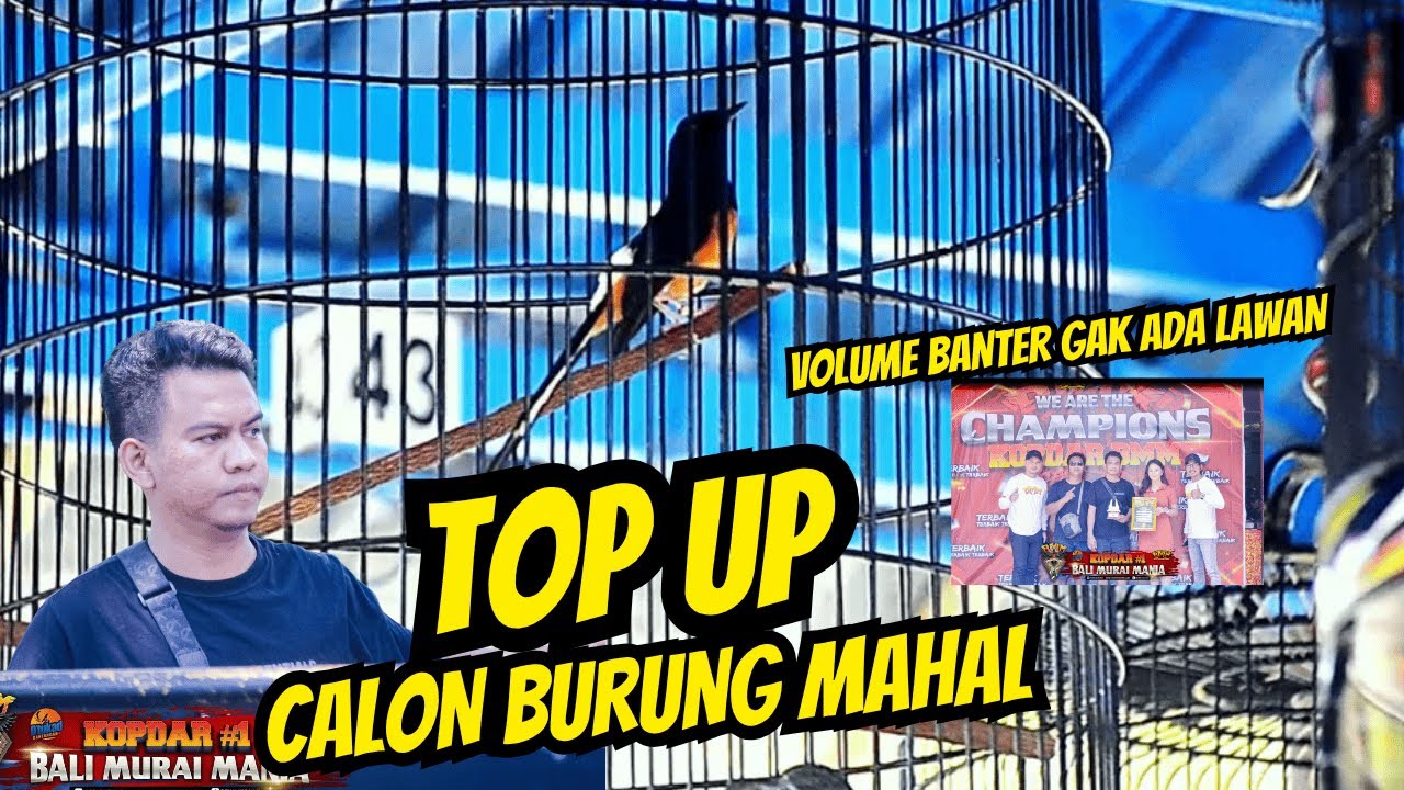 TOP UP 🔥🔥 MR. ARIS - KONCER A MUTLAAK, VOLUME TEMBUS DURASI GILA