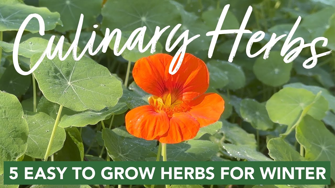 5 Easy to Grow Culinary Herbs for Winter
