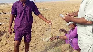 Fishing Catch Gool Jall Sa Machli Nikalnay Ka Tarika Fun In Sanspit Kaka Wlayj Machli Shikar