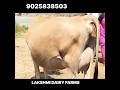 மாடு விற்பனை #shortsfeed #shortsviral #shortvideo #shorts #short #farming #farm #farmer #milk #sales