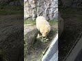 Antonia, Eisbär, Polar bear (Ursus maritimus), ZOOM Erlebniswelt Gelsenkirchen, 2025