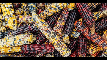 The Power of Food Science and Technology and Nutrition for Sustainable Planet Health - 17 Nov 2021