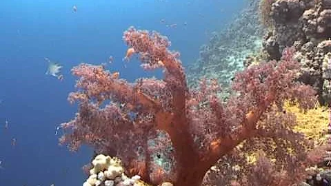 Кораллы Красного моря