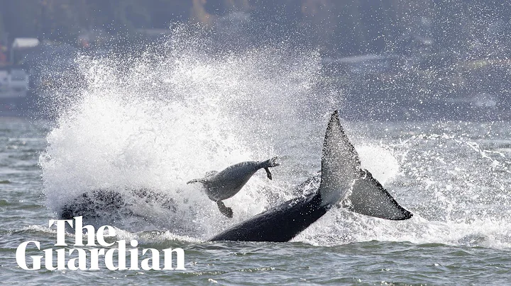 Seal seeks refuge on boat while fleeing killer whales