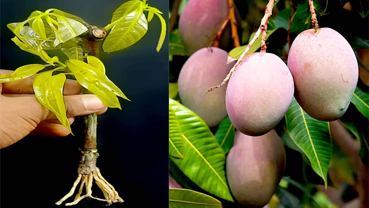 How to Grow mango from cuttings using natural rooting aloe vera