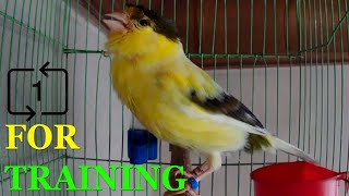 For training Canary singing, (Russian singer canary singing) Canto de canario, bird sounds