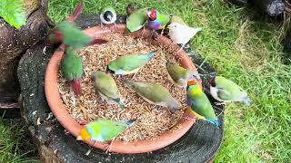 Feeding Time with Finches & Cardinals – Calm Nature Sounds – Birds Paradise screenshot 2