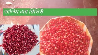 আনার চাষ পদ্ধতি। আনার গাছের পরিচর্যা।