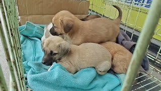 Xiao Le found adopters for the dogs. After one day's hard work  the dogs finally had a home [barber