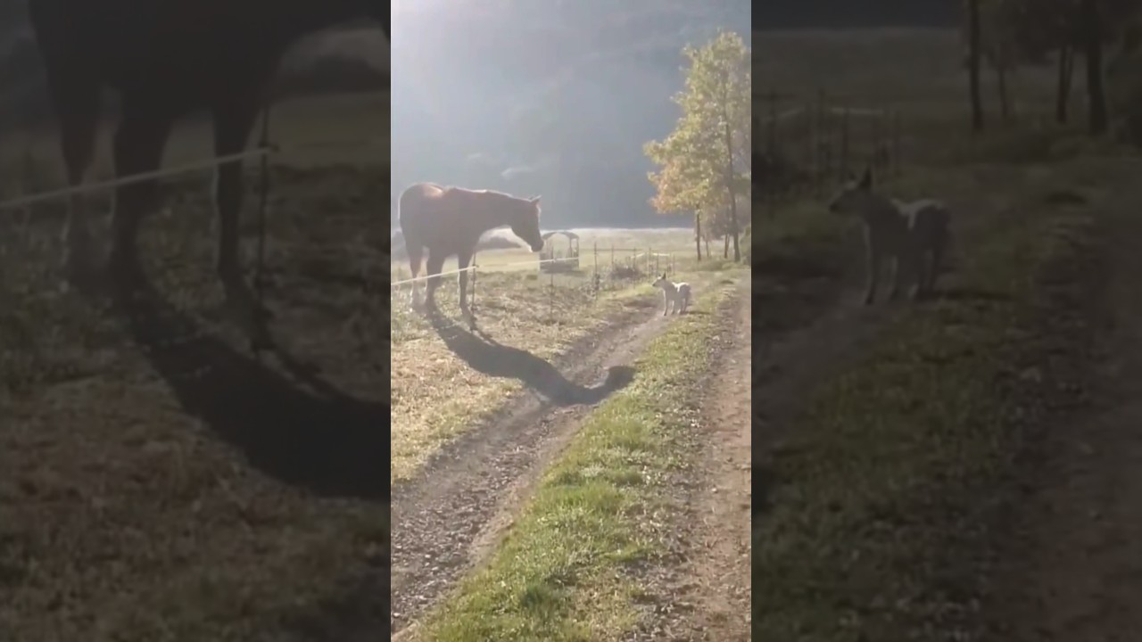 Caballos y Bull Terrier! 