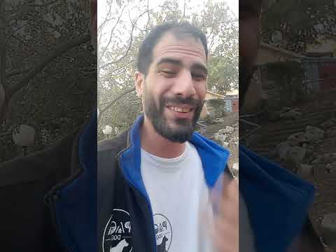 كيف الكلب وصل من حيوان بر الى بيوتنا كيف مر الشي في مجرا السنين باواه دوجز كلاب باواه 