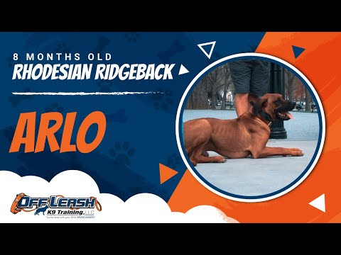 rhodesian-ridgeback-|-8-months-old-|-arlo-|-danny-walker-|-off-leash-k9