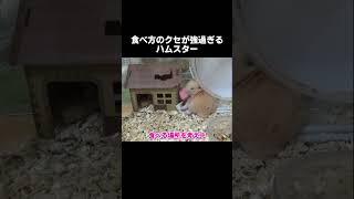 A hamster with a unique way of eating