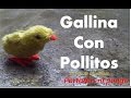 Gallina con pollitos -5ta etapa