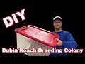 How To Setup A Dubia Roach Breeding Colony ( DIY Dubia Roach Bin )