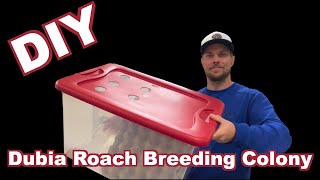 How To Setup A Dubia Roach Breeding Colony ( DIY Dubia Roach Bin )