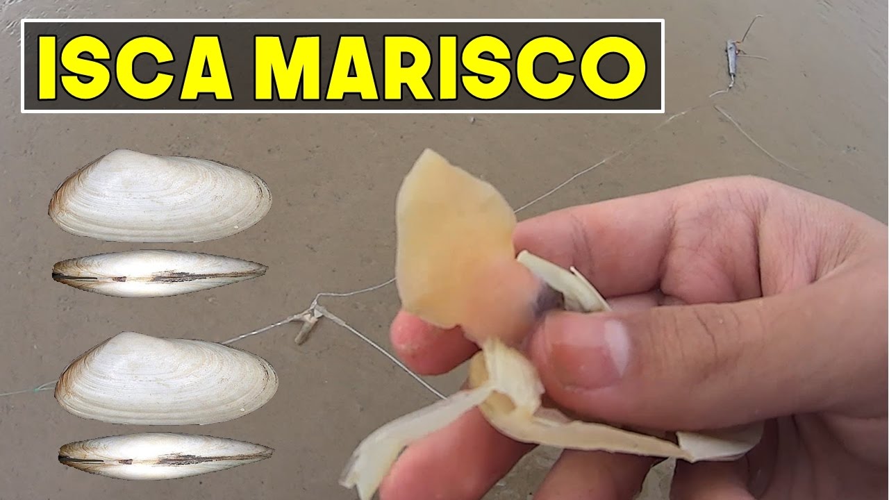 Como Capturar e Iscar Marisco - (Iscas Pesca de Praia) #01 