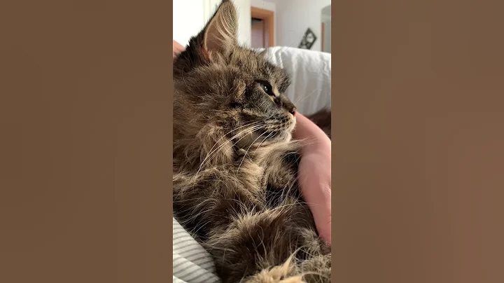 Watch the video about Sound on 🗣️ Purring Mainecoon. ASMR