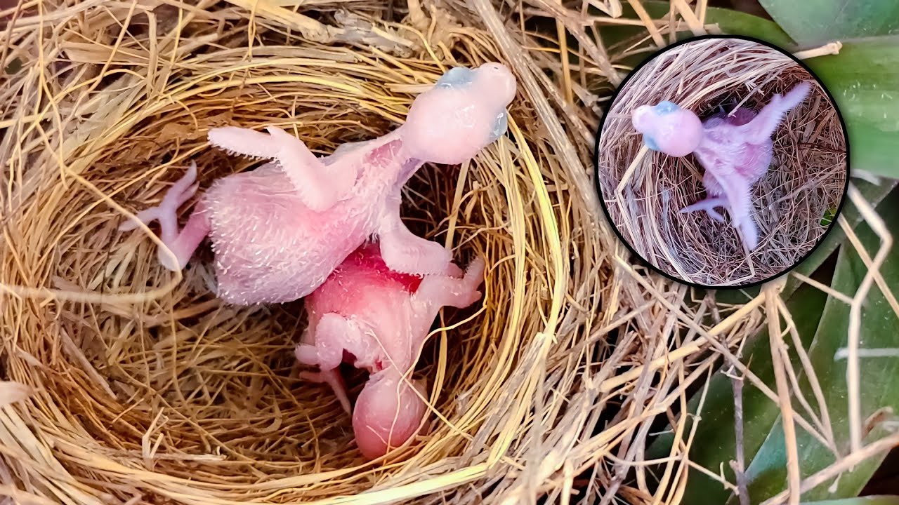 Beautiful bird babies growing rapidly Cute Babies Bird Plus Nature