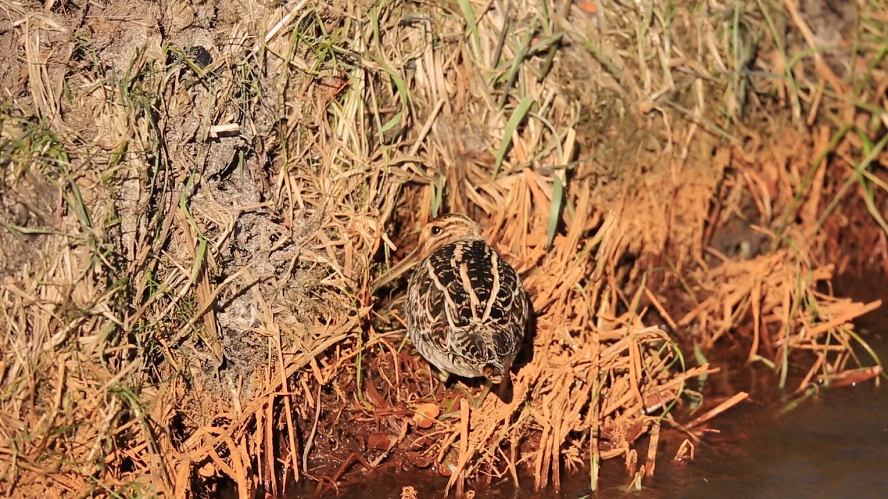 Vroege Vogels - Watersnip zoekt naar voedsel