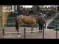 Hip 77, Prank sells for $1.6 million at 2024 Keeneland January