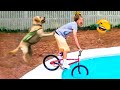 🔥🔥🔥Most Trending Animal Videos 😺🐶- Funniest Cats and Dogs 2023 😺🐶 | Cuti Animals #244