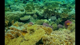 Подводный мир рифа в бухте Рас Ум Эль Сид, Шарм-эль-Шейх
