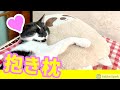 【猫動画】ぬいぐるみを抱き枕にして寝る猫がこちら【iPhone12Proで撮影】