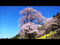 「永遠の桜」♪kana/cover藤小町