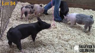 Pen SB 8 8 litter Crossbred Gilts 3/8/2022 Online Sale