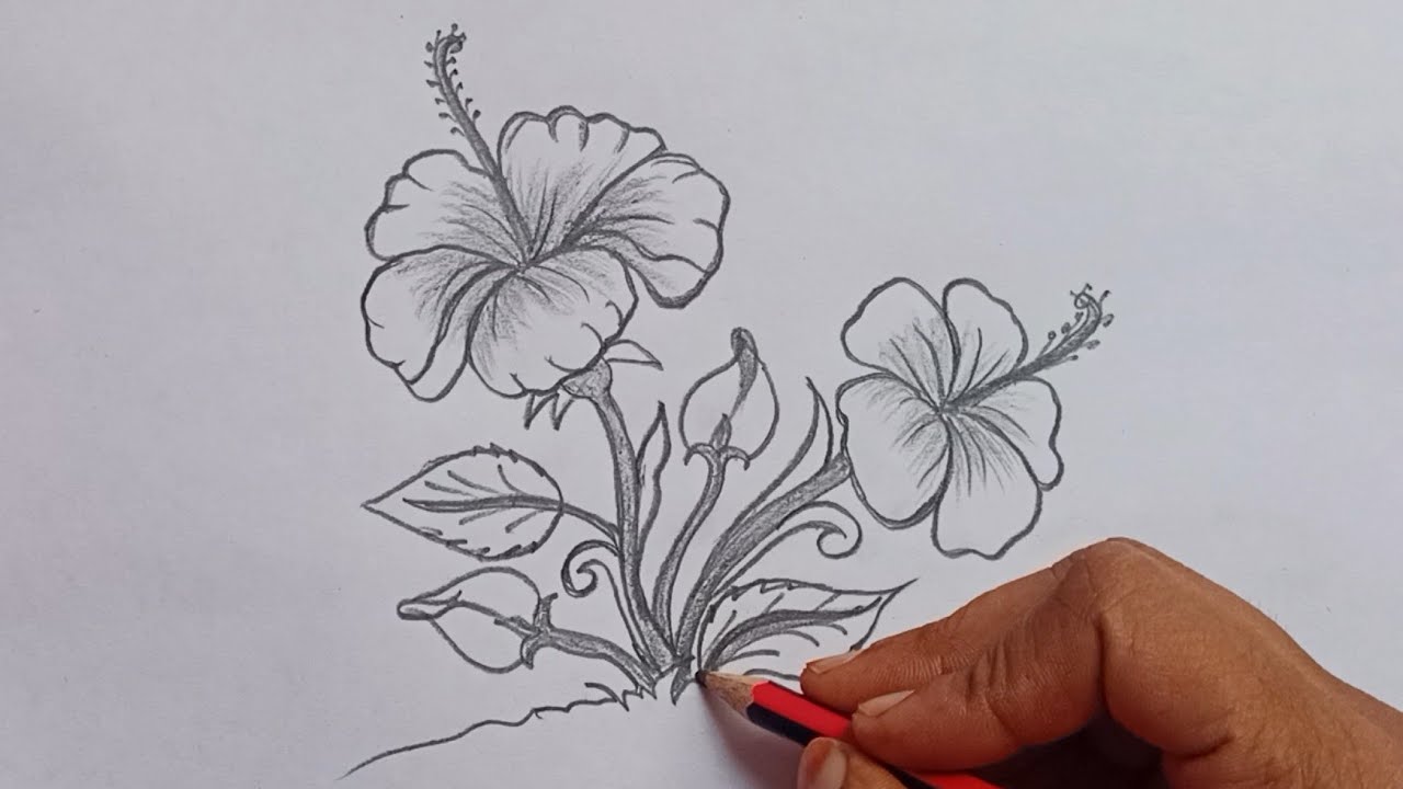 Gudhal ka phool drawing