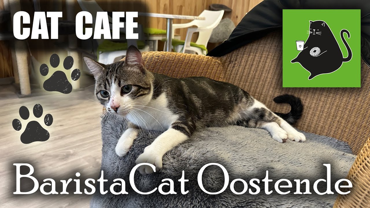 Katten Café BaristaCat Oostende YouTube