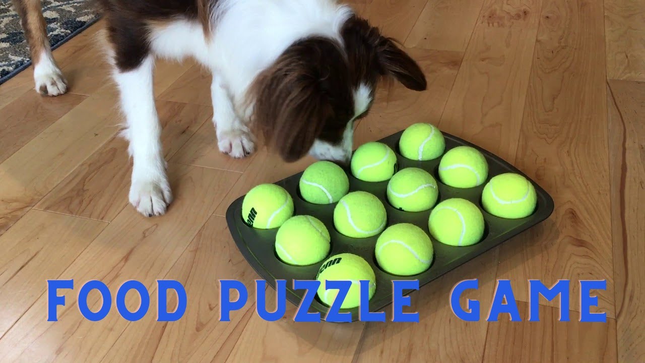 Unbelievable Dog Brain Games What You Didn't Know Your Pet Could Do