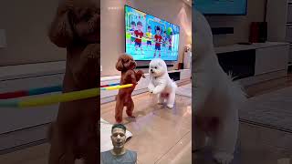 🔥 Cute Puppy Alert! 🐶❤️ #shorts #funny #video