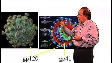 Why is HIV resistant to antibody production? - David Baltimore (Cal Tech)