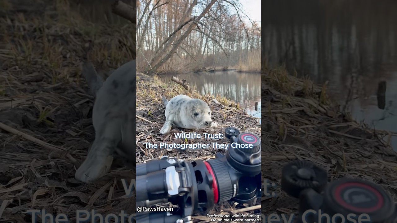 Rule #1:Don't Harm Photographers.📸#wildlife #wildanimals #animals #funny #photography #wild #fyp