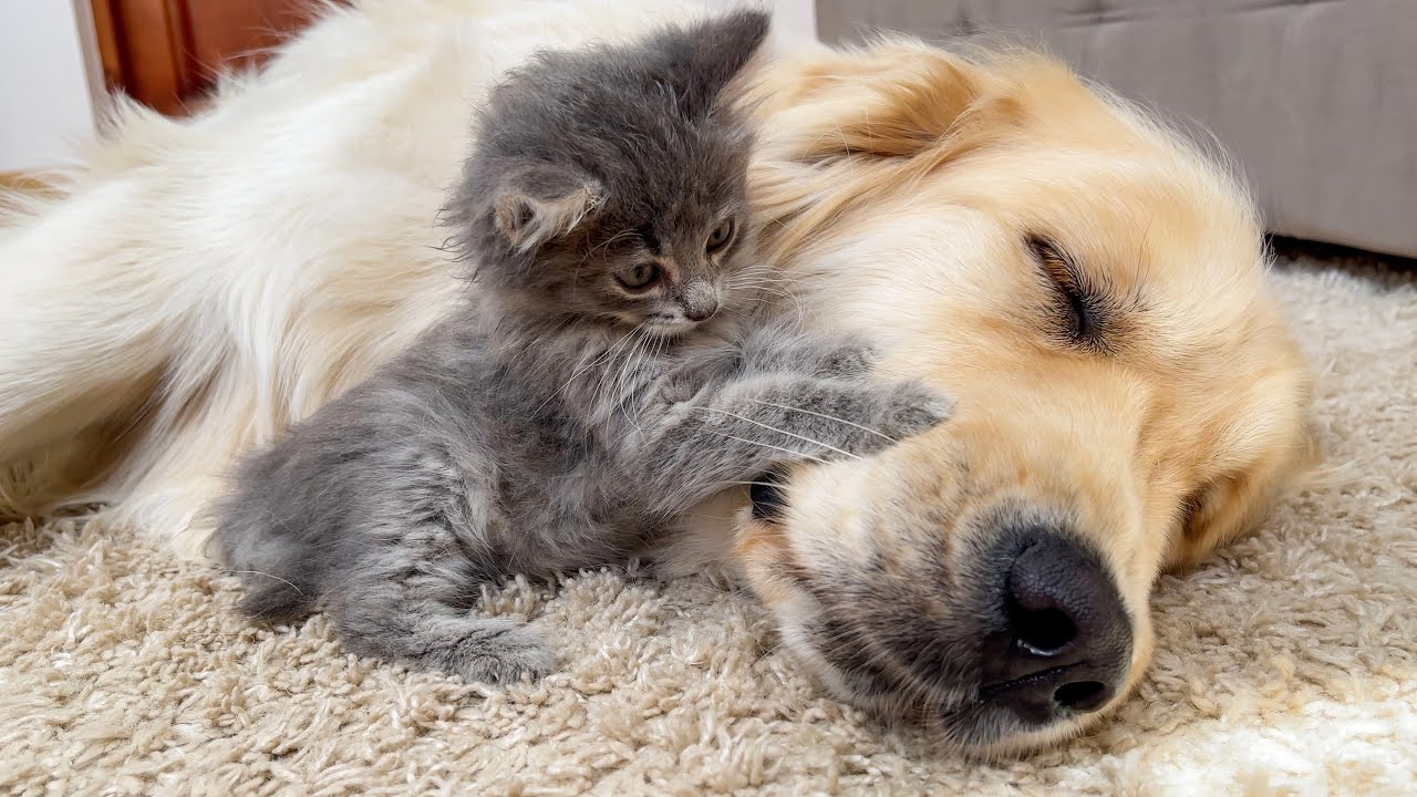 Tiny Kitten Attacks Adorable Sleepy Golden Retriever [Try Not to Laugh]