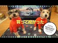 【犬服】マンダリンブラザーズを着せてみた