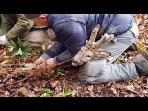 Pratolino (FI): operazione cattura caprioli